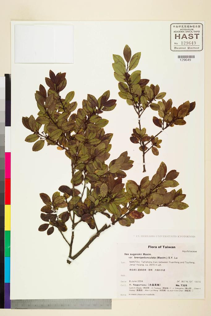 <Unit #104635 Nagamasu, Hidetoshi | 永益英敏 | 7325:: | Ilex sugerokii Maxim. var. brevipedunculata (Maxim.) S. Y. Hu>