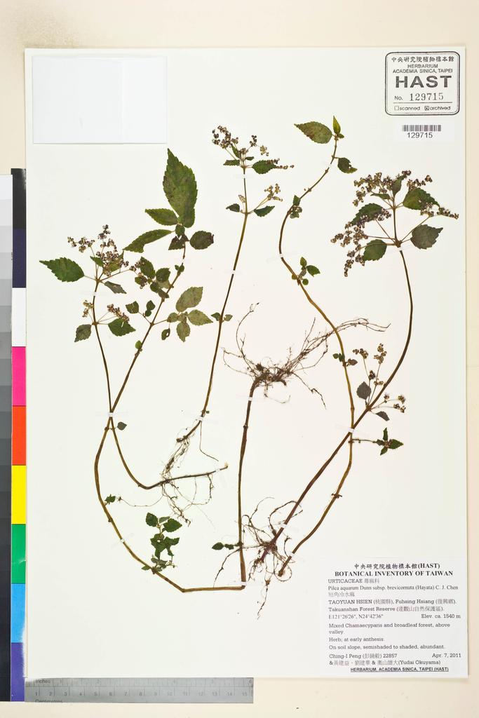 <Unit #99358 Peng, Ching-I | 彭鏡毅 | 22857:: | Pilea aquarum Dunn subsp. brevicornuta (Hayata) C. J. Chen>