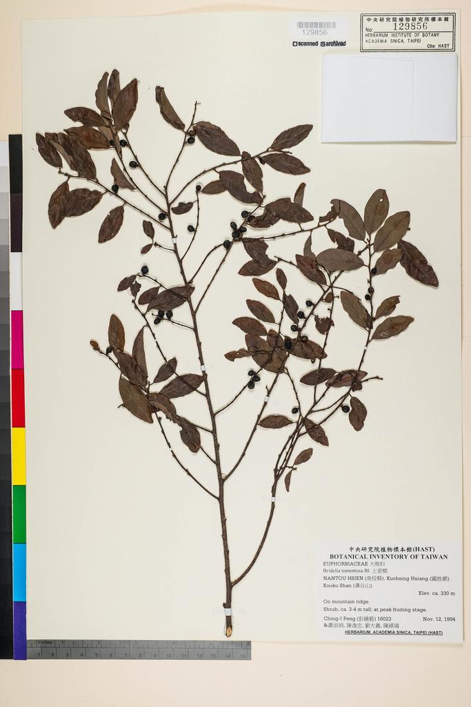 <Unit #29223 Peng, Ching-I | 彭鏡毅 | 16023:: | Bridelia tomentosa Bl.>