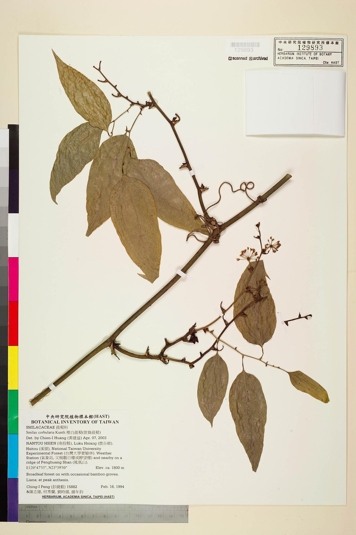 Sample image for viewer