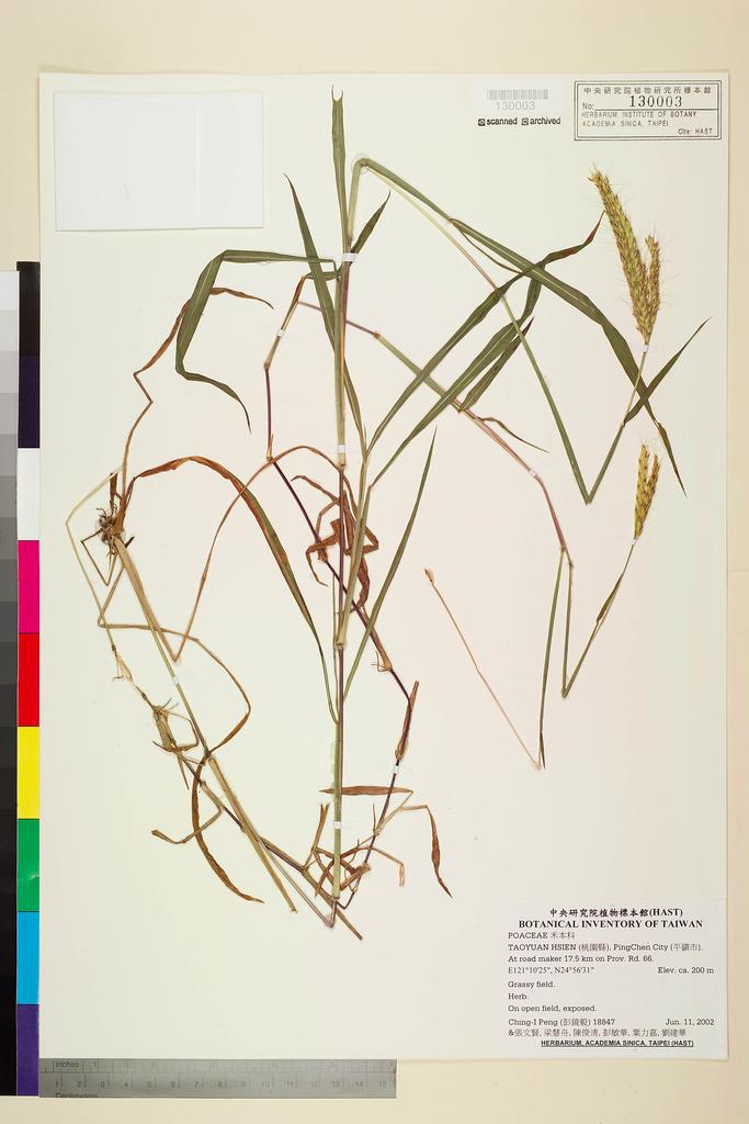 <Unit #42881 Peng, Ching-I | 彭鏡毅 | 18847:: | POACEAE>