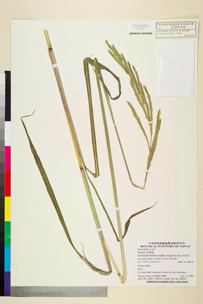 <Unit #42267 Peng, Ching-I | 彭鏡毅 | 18850:: | Paspalum>