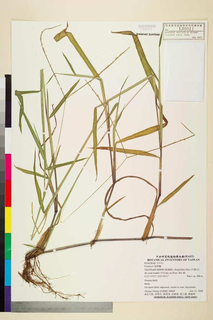 <Unit #41867 Peng, Ching-I | 彭鏡毅 | 18855:: | Paspalum>