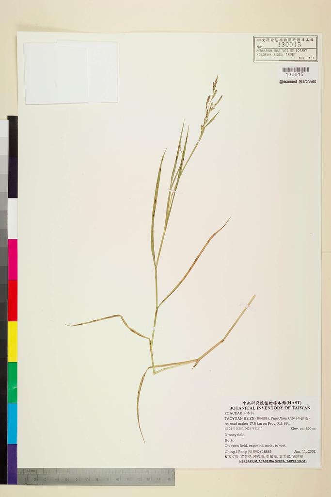 <Unit #42053 Peng, Ching-I | 彭鏡毅 | 18859:: | POACEAE>