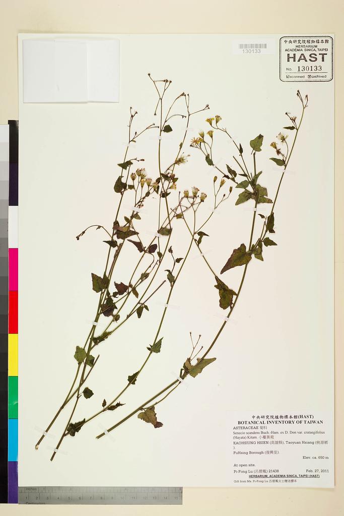 <Unit #103870 Lu, Pi-Fong | 呂碧鳳 | 21438:: | Senecio scandens Buch.-Ham. ex D. Don var. crataegifolius (Hayata) Kitam.>