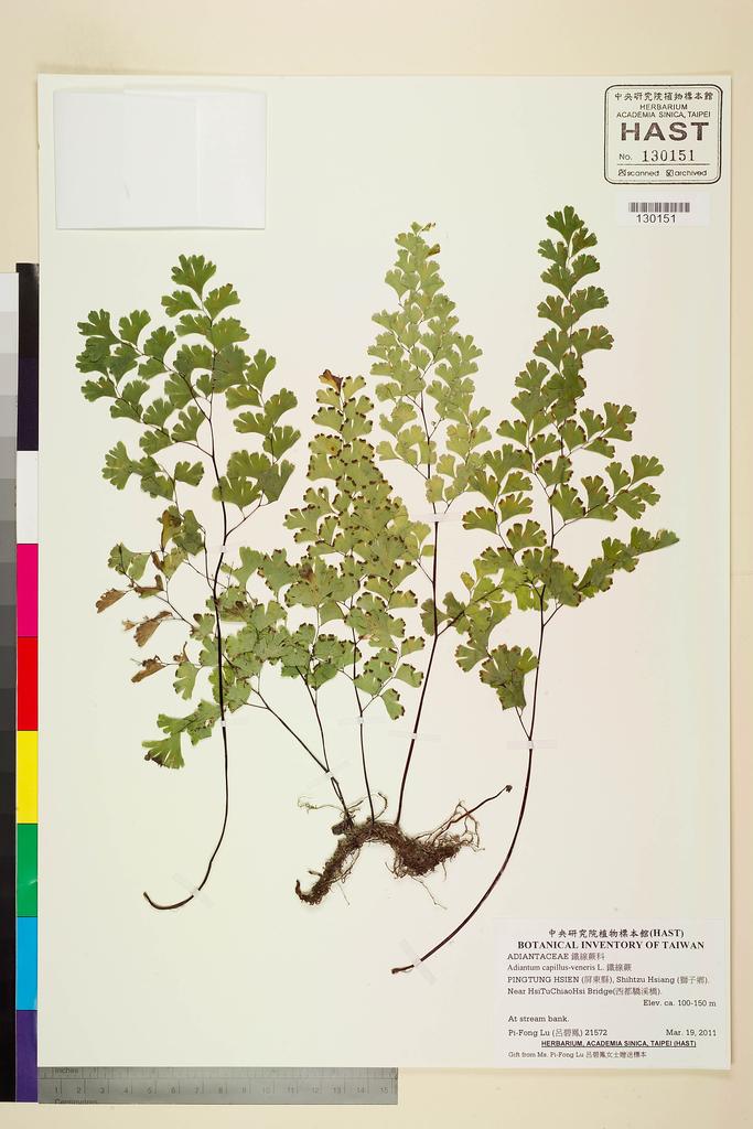 <Unit #103840 Lu, Pi-Fong | 呂碧鳳 | 21572:: | Adiantum capillus-veneris L.>