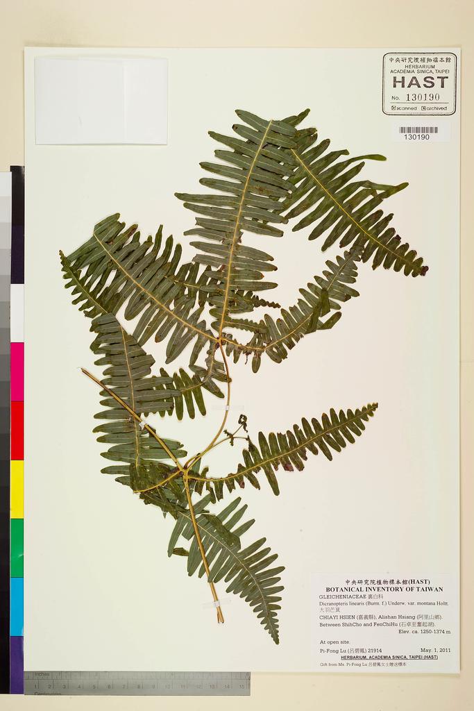 <Unit #103909 Lu, Pi-Fong | 呂碧鳳 | 21914:: | Dicranopteris linearis (Burm. f.) Underw. var. montana Holtt.>