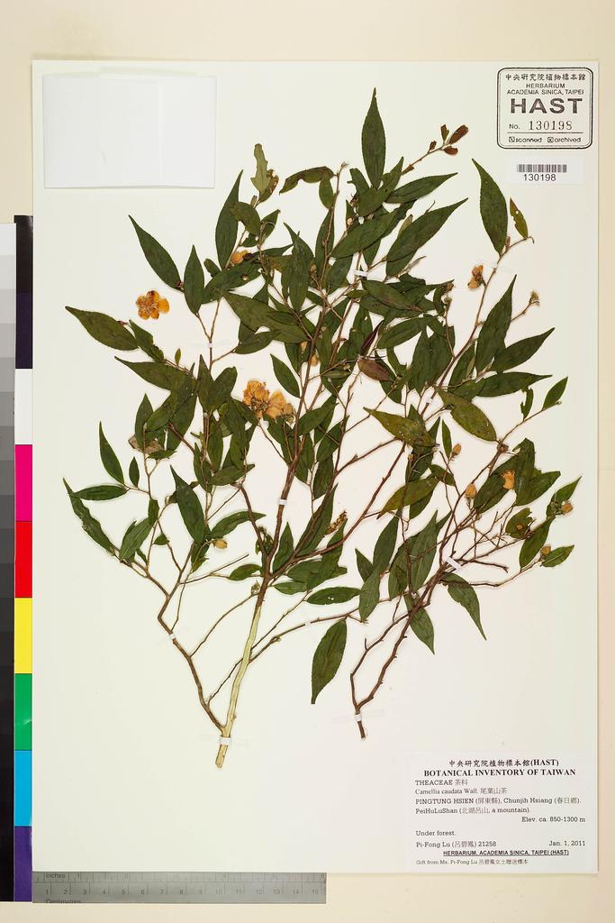 <Unit #103144 Lu, Pi-Fong | 呂碧鳳 | 21258:: | Camellia caudata Wall.>