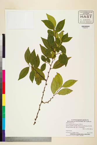 Eurya gnaphalocarpa Hayata