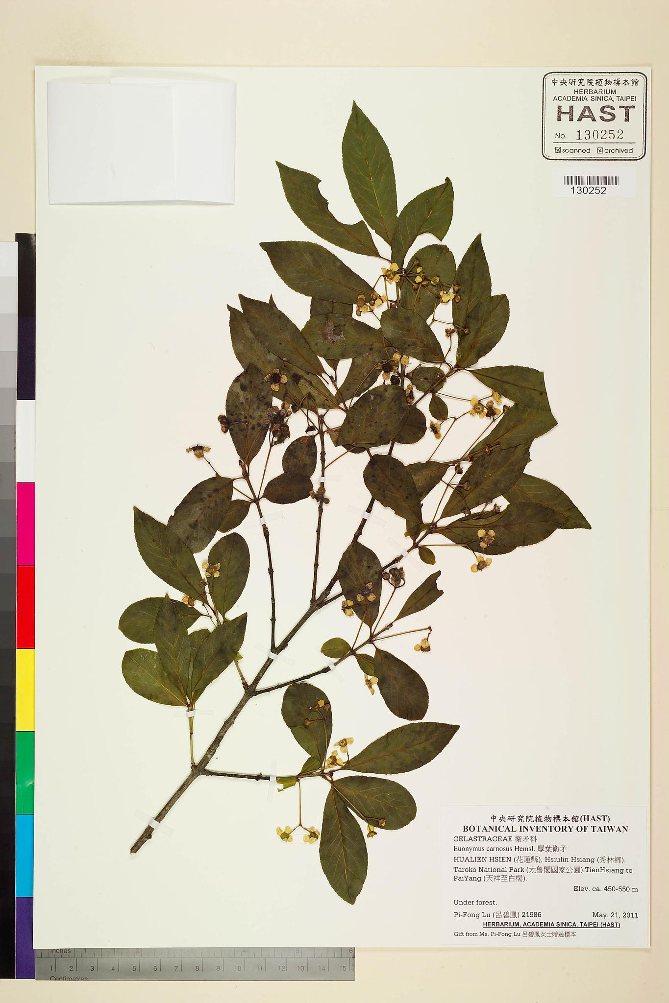 Sample image for viewer