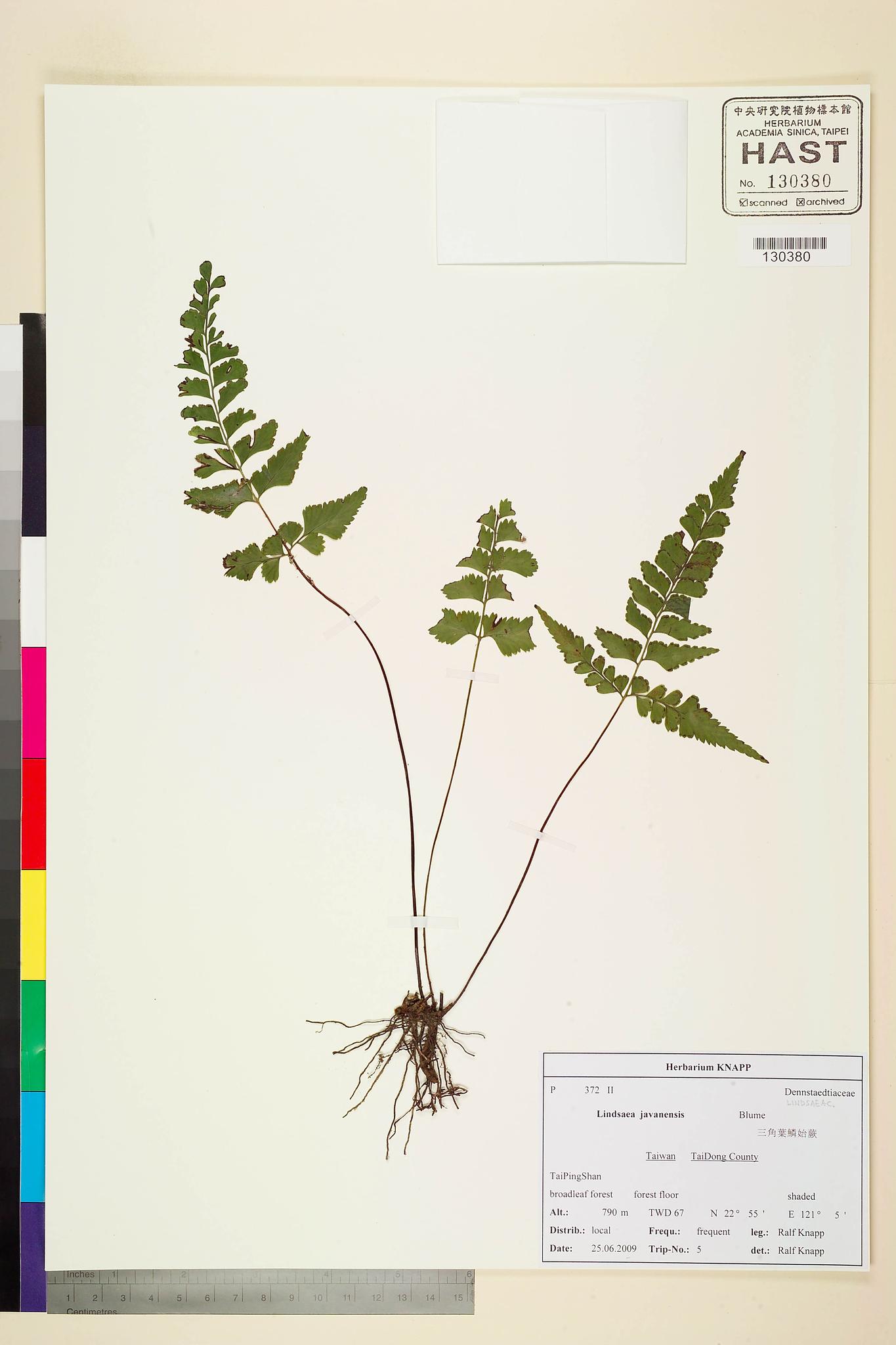 Sample image for viewer