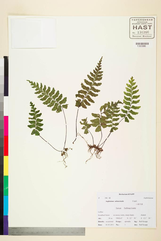 <Unit #104296 Knapp, Ralf | 柯納普 | 2011-3-1 1:: | Asplenium subnormale Copel.>