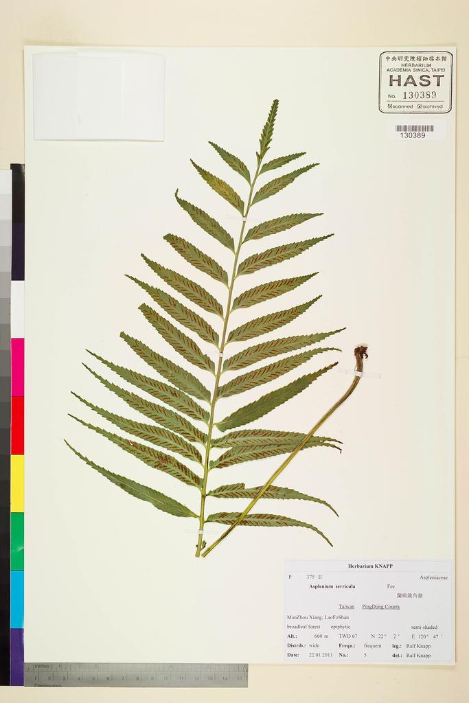 <Unit #104292 Knapp, Ralf | 柯納普 | 2011-1-22 5:: | Asplenium serricula Fée>