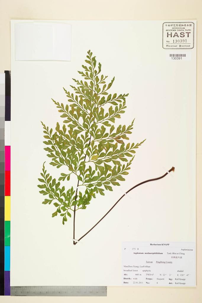 <Unit #104289 Knapp, Ralf | 柯納普 | 2011-1-22 8:: | Asplenium neolaserpitiifolium Tardieu & Ching>