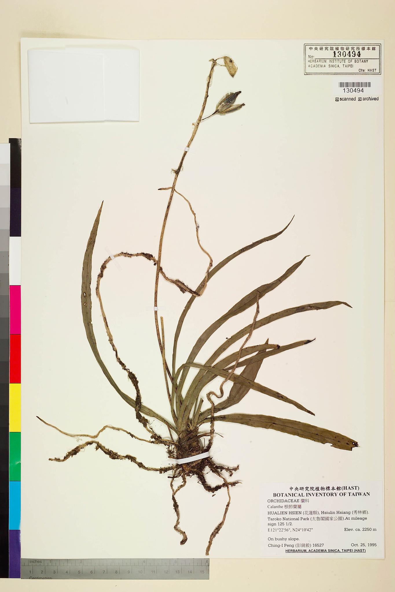 Sample image for viewer