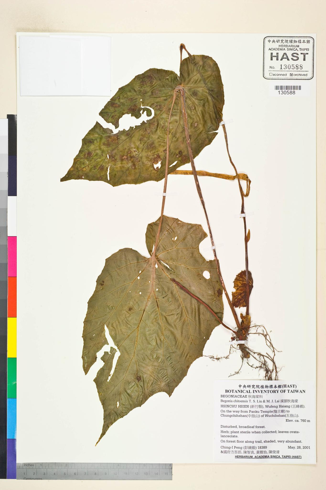 Sample image for viewer