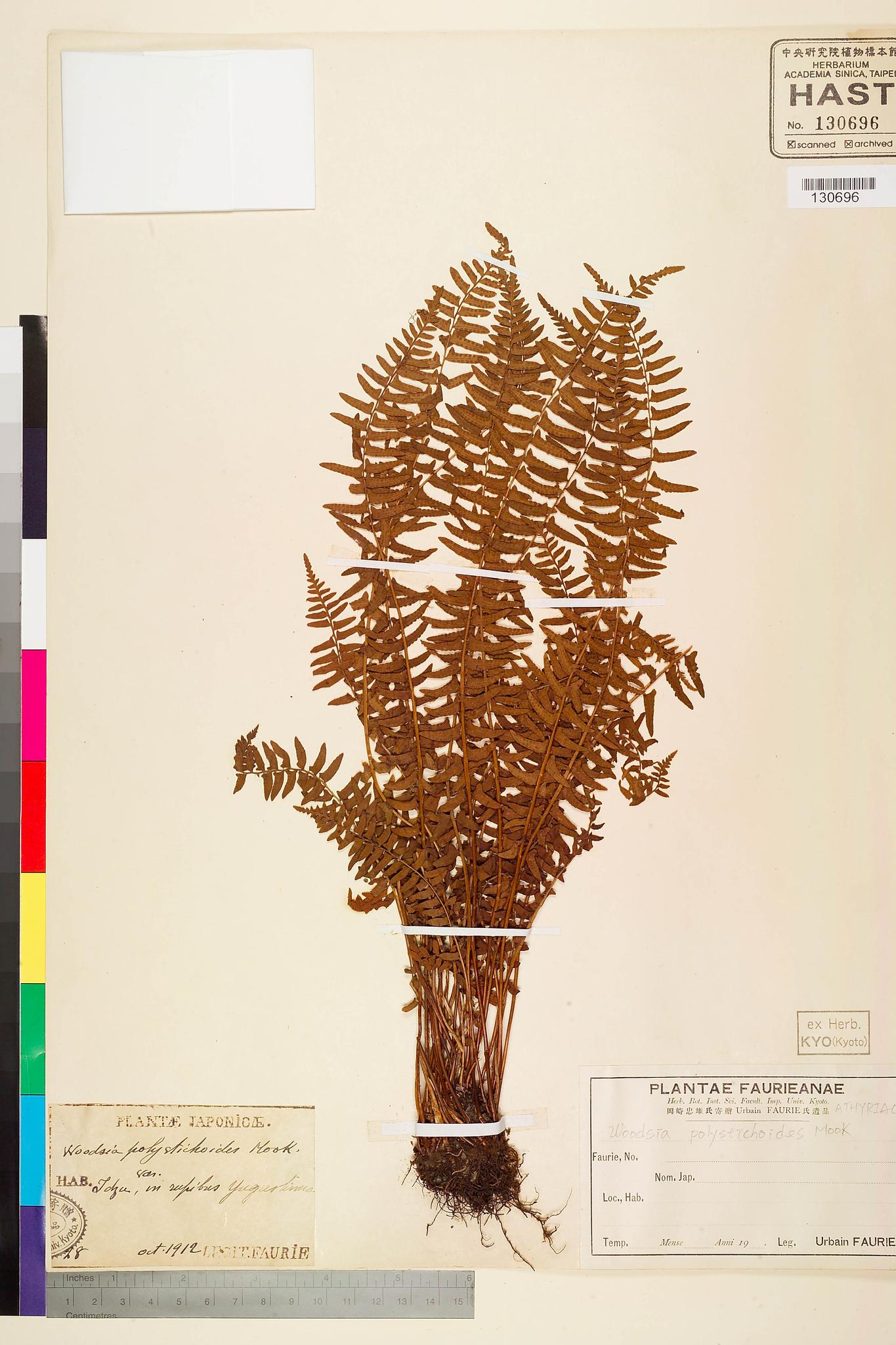 Sample image for viewer