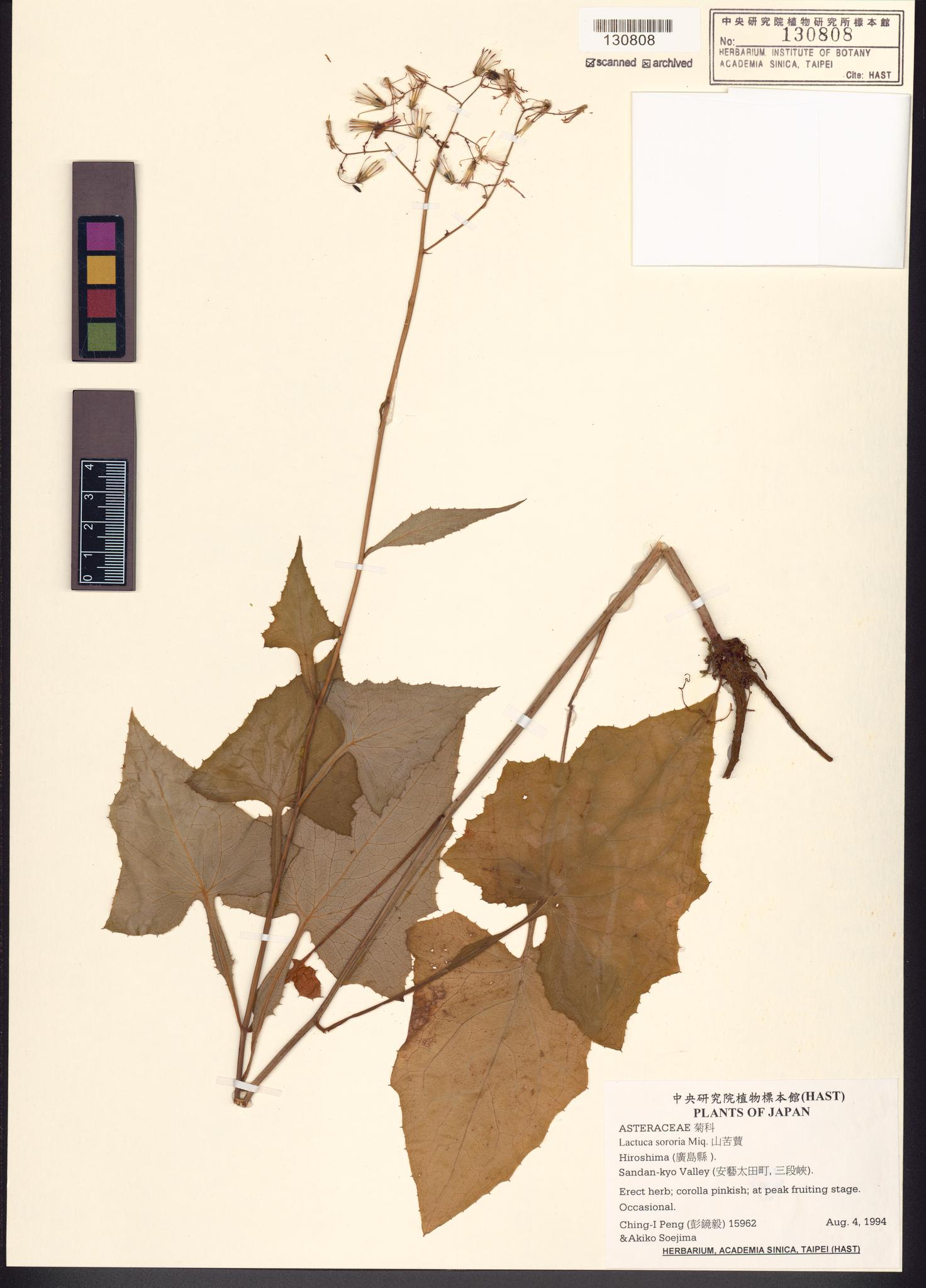 Sample image for viewer