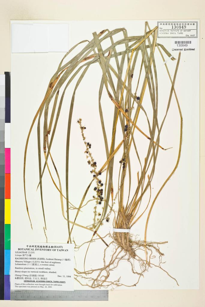 <Unit #18098 Peng, Ching-I | 彭鏡毅 | 16143:: | Liriope>