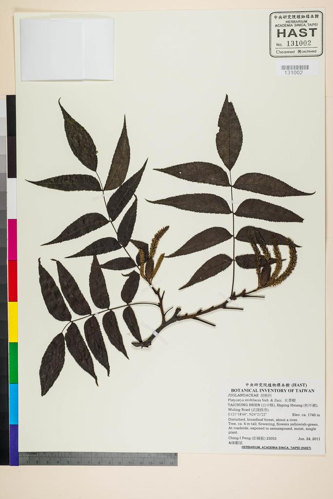 <Unit #104846 Peng, Ching-I | 彭鏡毅 | 23053:: | Platycarya strobilacea Sieb. & Zucc.>