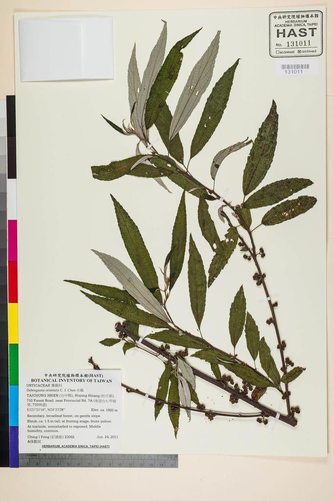 <Unit #104855 Peng, Ching-I | 彭鏡毅 | 23062:: | Debregeasia orientalis C. J. Chen>