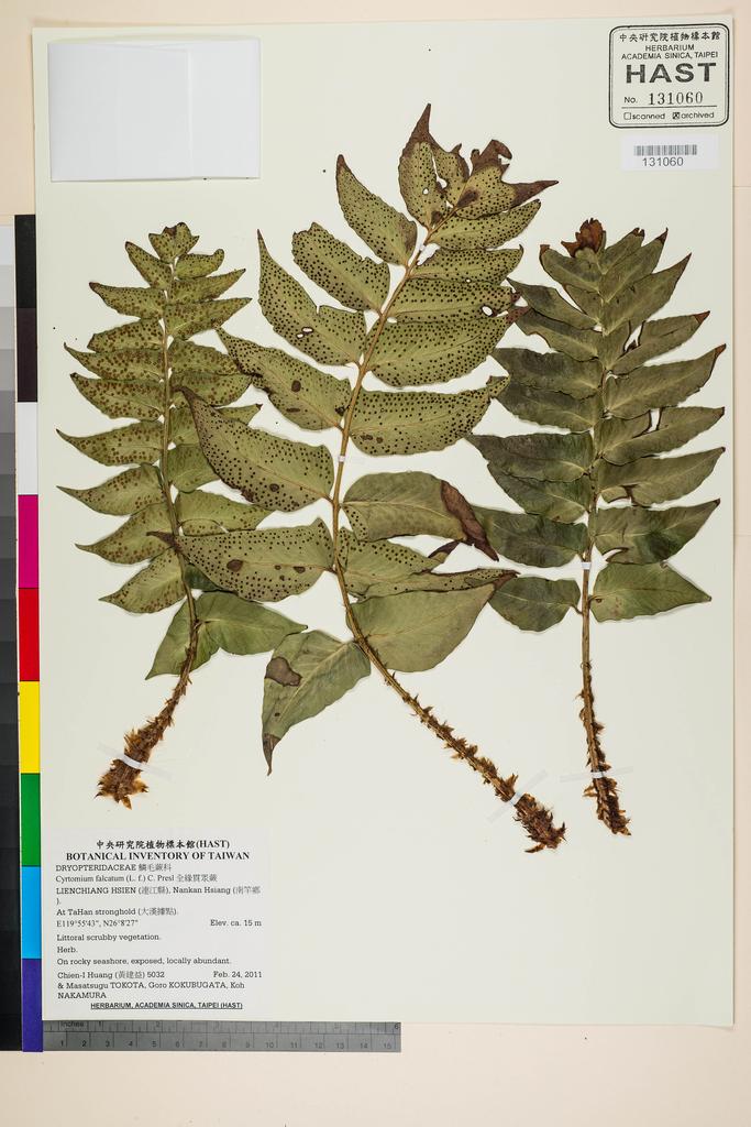 <Unit #104696 Huang, Chien-I | 黃建益 | 5032:: | Cyrtomium falcatum (L. f.) C. Presl>