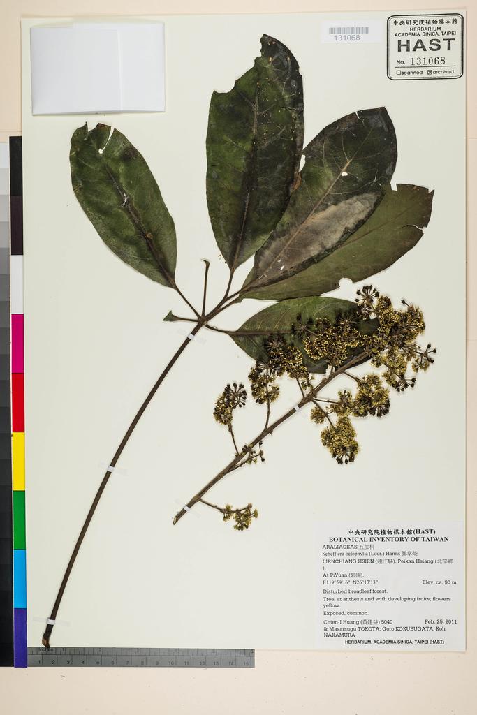 <Unit #104709 Huang, Chien-I | 黃建益 | 5040:: | Schefflera octophylla (Lour.) Harms>