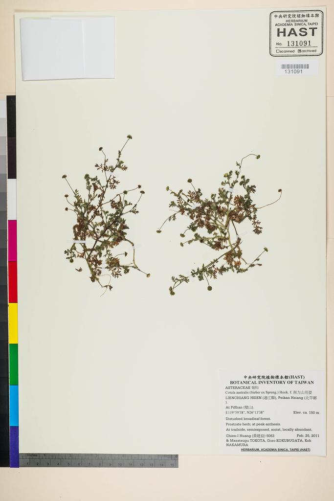 <Unit #104756 Huang, Chien-I | 黃建益 | 5063:: | Cotula australis (Sieber ex Spreng.) Hook. f.>