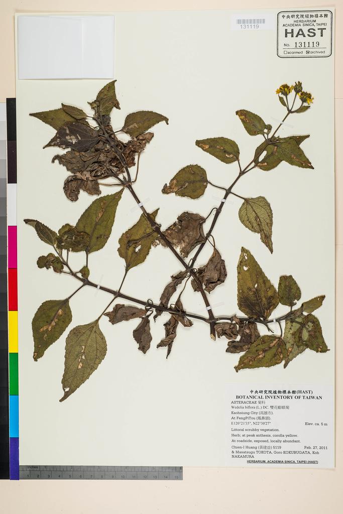 <Unit #104821 Huang, Chien-I | 黃建益 | 5119:: | Wedelia biflora (L.) DC.>