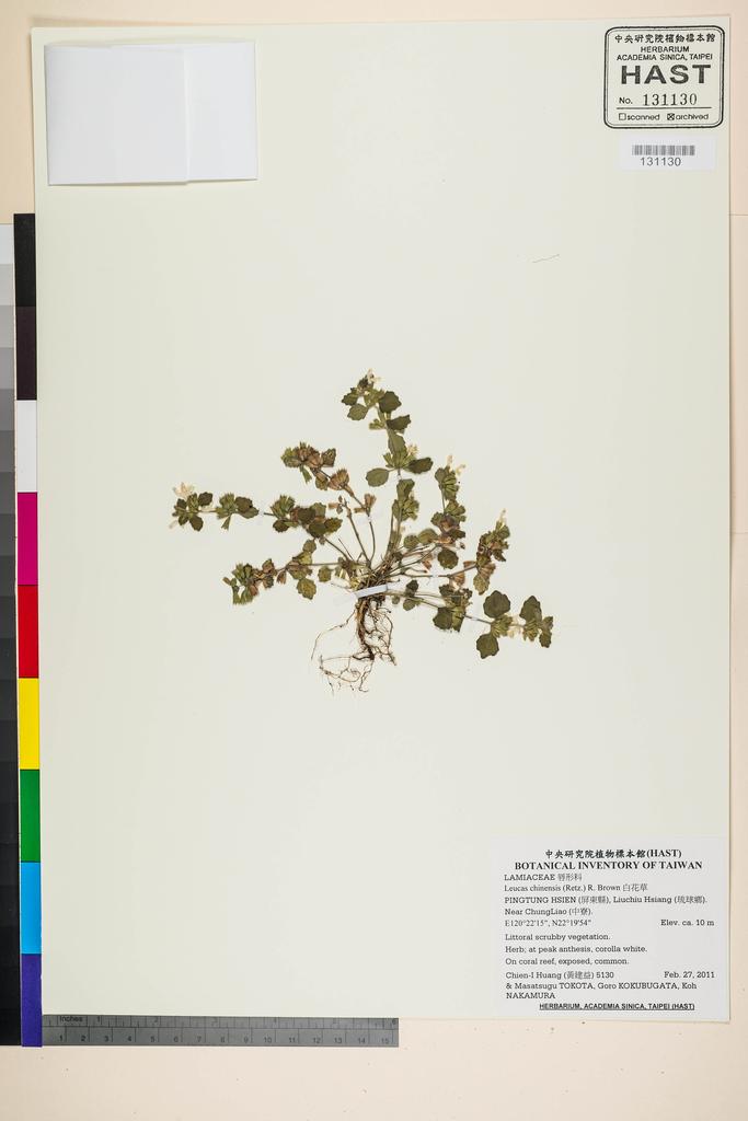 <Unit #104832 Huang, Chien-I | 黃建益 | 5130:: | Leucas chinensis (Retz.) R. Brown>