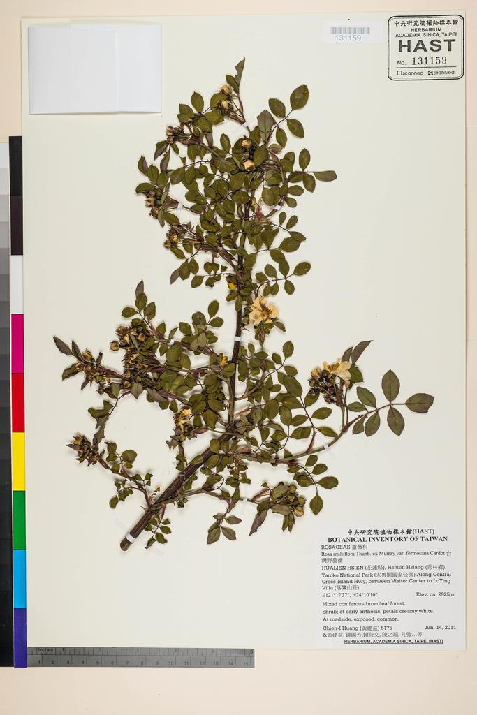 <Unit #104912 Huang, Chien-I | 黃建益 | 5175:: | Rosa multiflora Thunb. ex Murray var. formosana Cardot>