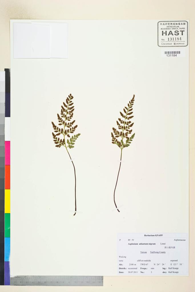 <Unit #106737 Knapp, Ralf | 柯納普 | 2011-7-30 3:: | Asplenium adiantum-nigrum L.>