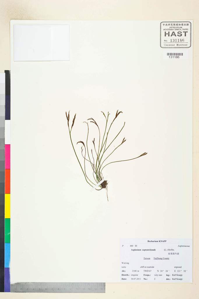 <Unit #106736 Knapp, Ralf | 柯納普 | 2011-7-30 2:: | Asplenium septentrionale (L.) Hoffm.>