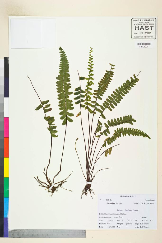 <Unit #106714 Knapp, Ralf | 柯納普 | 2011-7-16 14:: | Asplenium boreale (Ohwi ex Sa.Kurata) Nakaike>