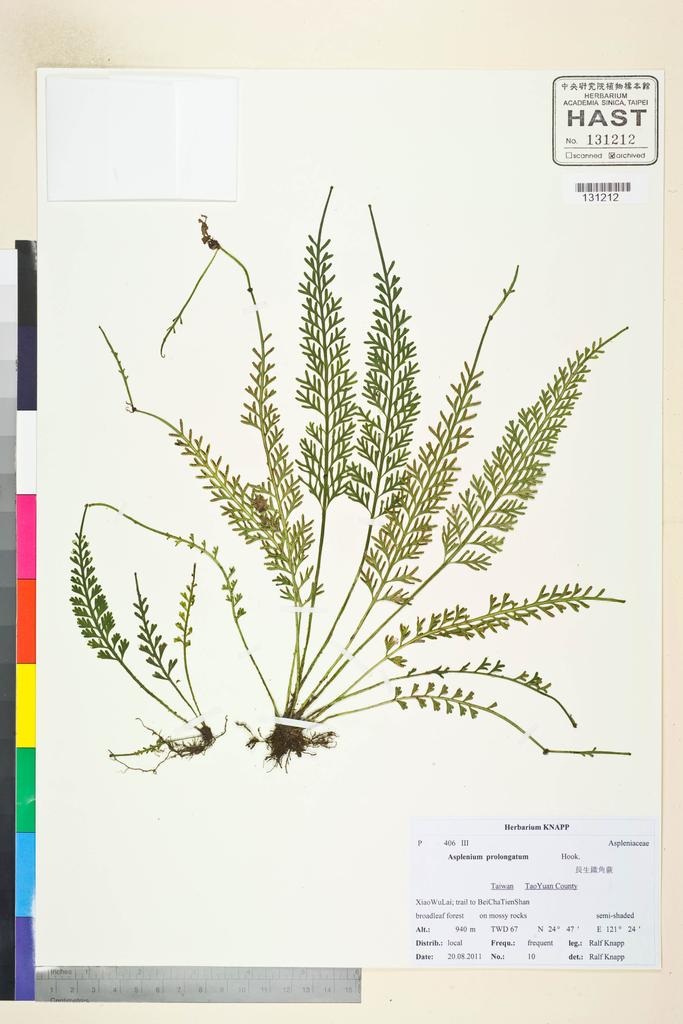 <Unit #106697 Knapp, Ralf | 柯納普 | 2011-8-20 10:: | Asplenium prolongatum Hook.>