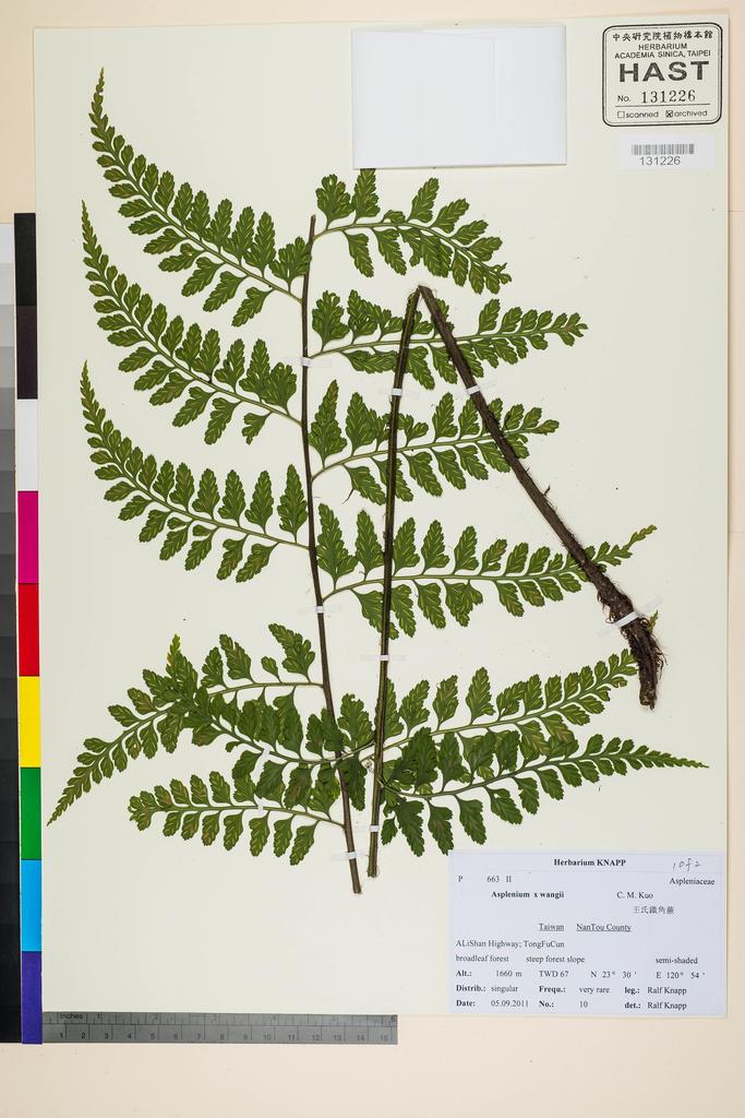 <Unit #117616 Knapp, Ralf | 柯納普 | 2011-9-5 10:: | Asplenium x wangii C. M. Kuo>