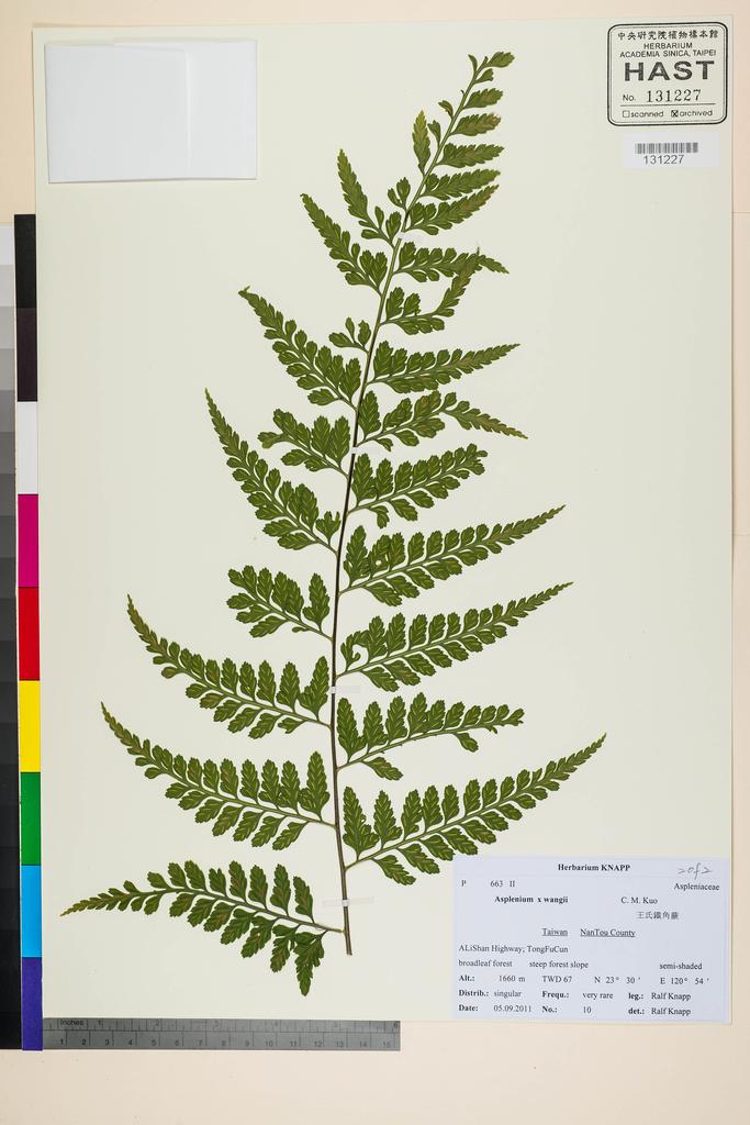 <Unit #117615 Knapp, Ralf | 柯納普 | 2011-9-5 10:: | Asplenium x wangii C. M. Kuo>