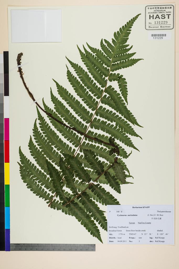 <Unit #117608 Knapp, Ralf | 柯納普 | 2011-9-4 5:: | Cyclosorus auriculata (J. Sm.) C. M. Kuo>