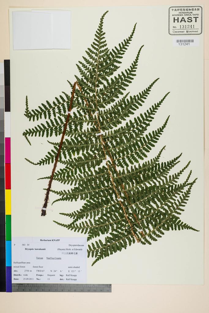 <Unit #117592 Knapp, Ralf | 柯納普 | 2543:: | Dryopteris kawakamii Hayata>
