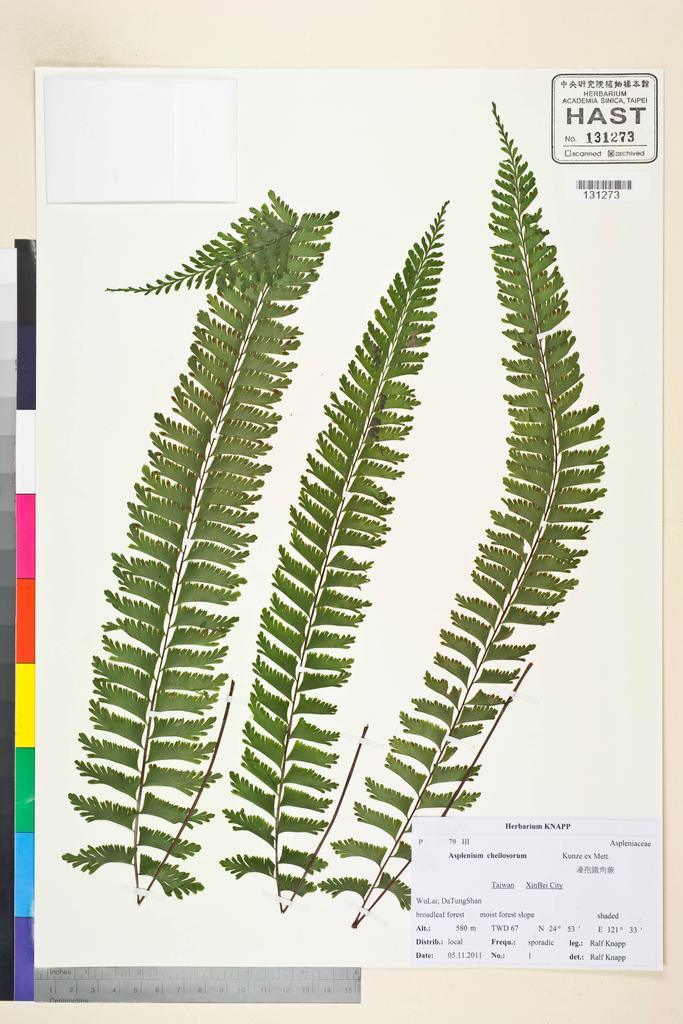 <Unit #106639 Knapp, Ralf | 柯納普 | 2011-11-5 1:: | Asplenium cheilosorum Kunze ex Mett.>
