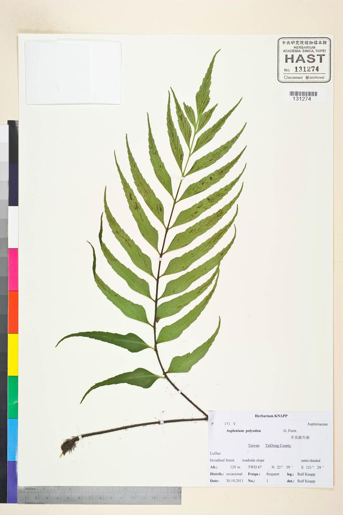 <Unit #106638 Knapp, Ralf | 柯納普 | 2011-10-30 1:: | Asplenium polyodon G. Forst>
