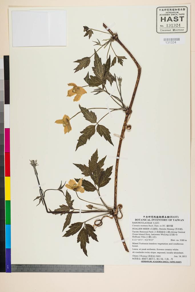 <Unit #105055 Huang, Chien-I | 黃建益 | 5221:: | Clematis montana Buch.-Ham. ex DC.>