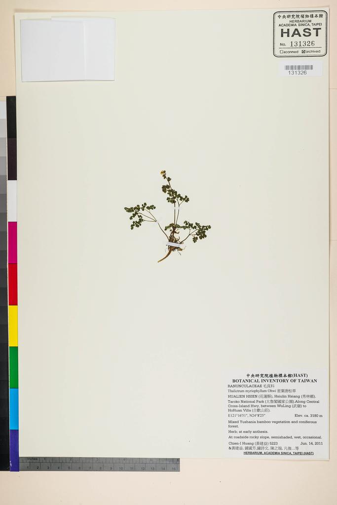 <Unit #105057 Huang, Chien-I | 黃建益 | 5223:: | Thalictrum myriophyllum Ohwi>