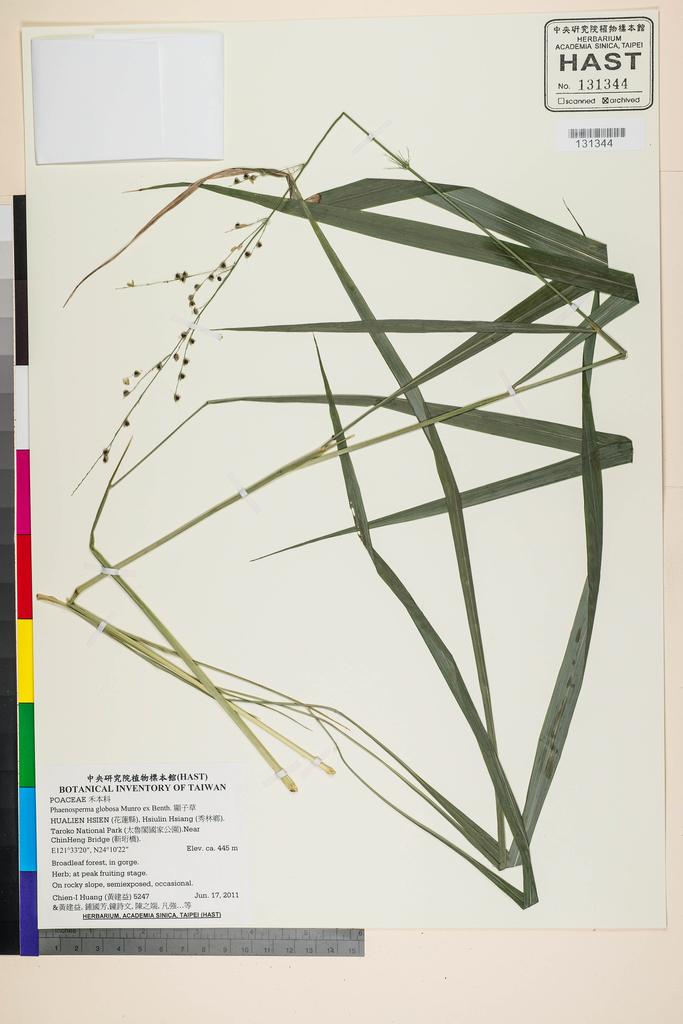 <Unit #105159 Huang, Chien-I | 黃建益 | 5247:: | Phaenosperma globosa Munro ex Benth.>