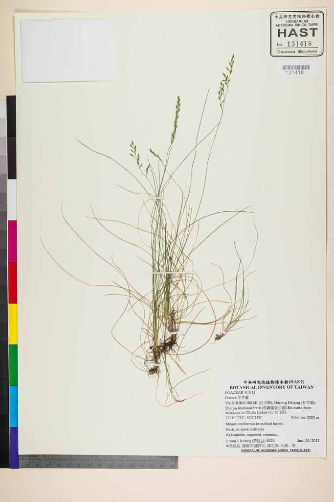 <Unit #105209 Huang, Chien-I | 黃建益 | 5272:: | Festuca>