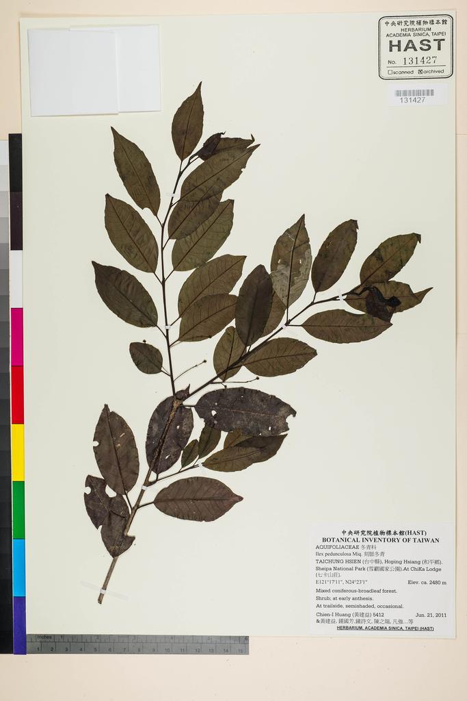<Unit #105218 Huang, Chien-I | 黃建益 | 5412:: | Ilex pedunculosa Miq.>