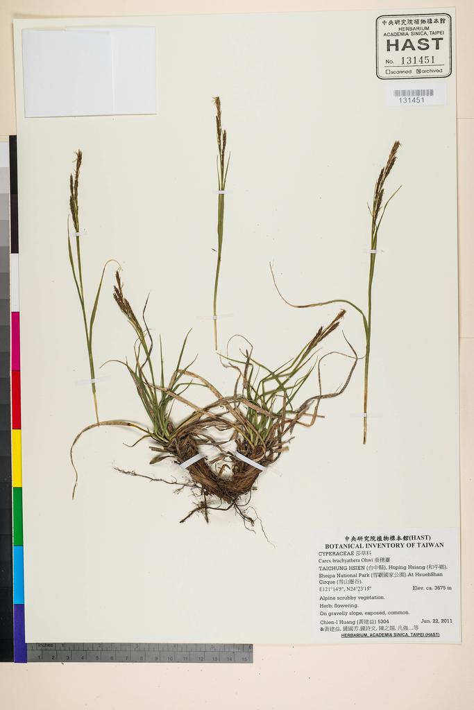 <Unit #105242 Huang, Chien-I | 黃建益 | 5304:: | Carex brachyathera Ohwi>