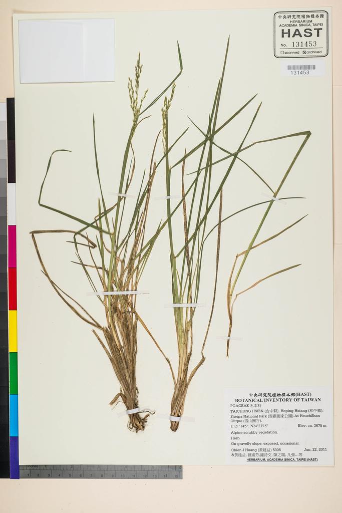 <Unit #105244 Huang, Chien-I | 黃建益 | 5306:: | POACEAE>