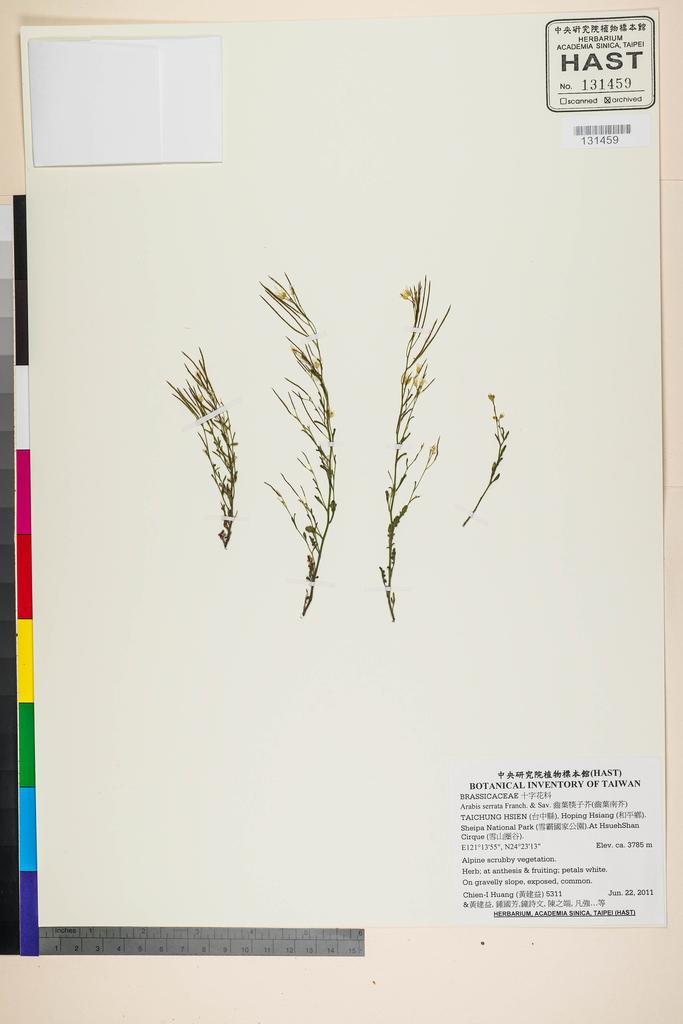 <Unit #105250 Huang, Chien-I | 黃建益 | 5311:: | Arabis serrata Franch. & Sav.>