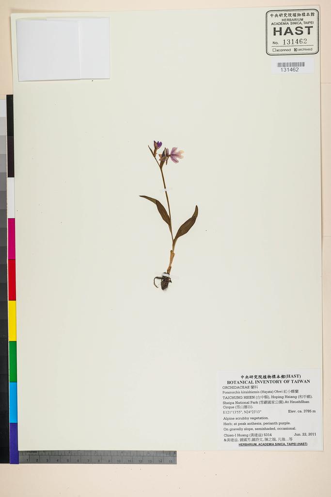 <Unit #105253 Huang, Chien-I | 黃建益 | 5314:: | Ponerorchis kiraishiensis (Hayata) Ohwi>